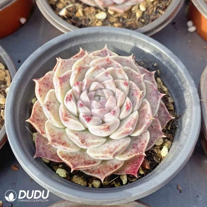 Wholesale Rare Hyalina E. Walther Double Headed Echeveria Natural Live Succulent Plants