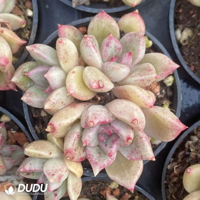 Dudu Wholesale Echeveria Bright Clustering Natural Live Succulent