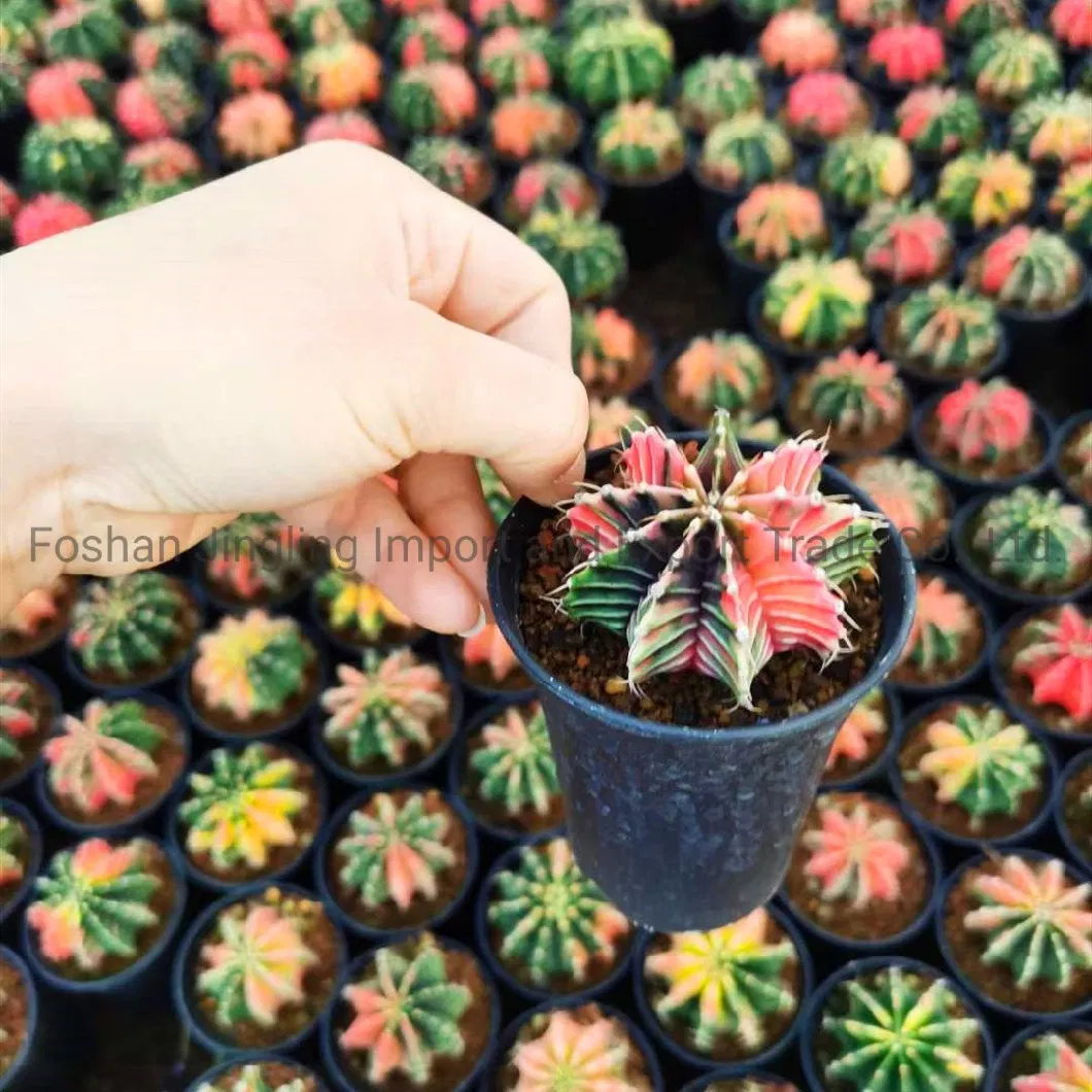 Gymnocalycium Friedrichii Variegated Rare Colorful Cactus Live Plant