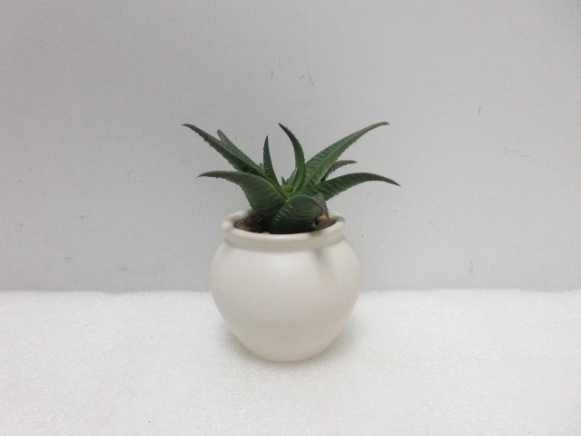 Realistic Decorative Artificial Small Potted Plants Wholesale Fake Plants Succulent