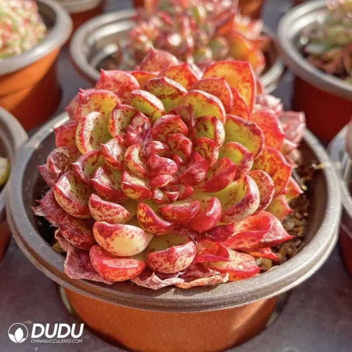 New Arrival Unique Puli-Lindsayana Double Head Echeveria Natural Live Succulent Plants