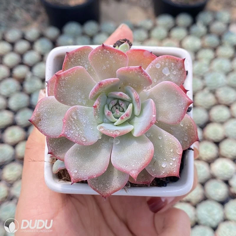 Dudu New Arrival Echeveria Laulensis Echeveria Natural Live Succulents