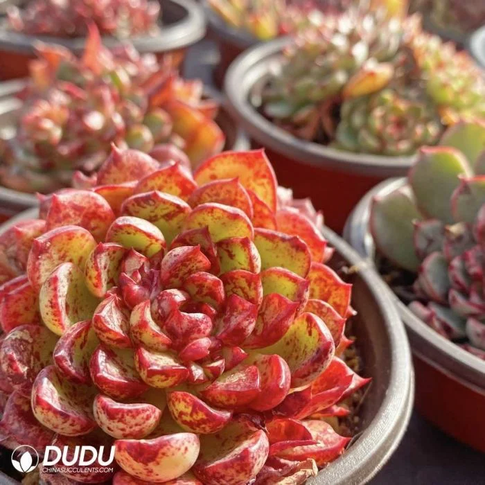 New Arrival Unique Puli-Lindsayana Double Head Echeveria Natural Live Succulent Plants