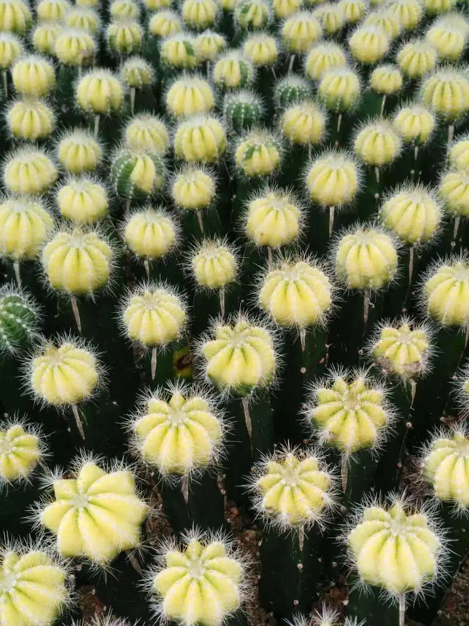 Grafted Gymnocalycium Mihanovichii Moon Cactus Live Plant Red Yellow Pink Multicolor