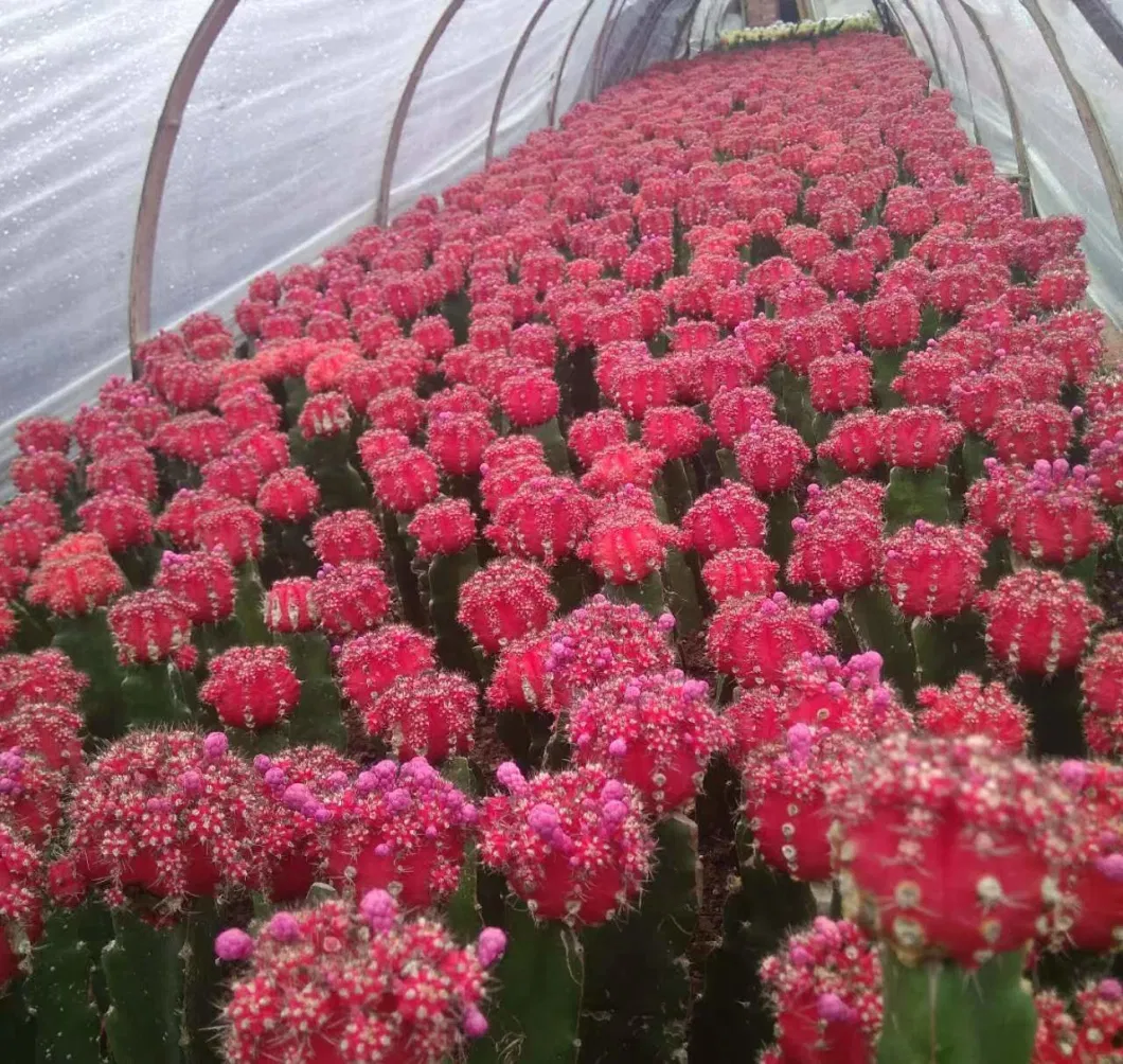 Grafted Gymnocalycium Mihanovichii Moon Cactus Live Plant Red Yellow Pink Multicolor