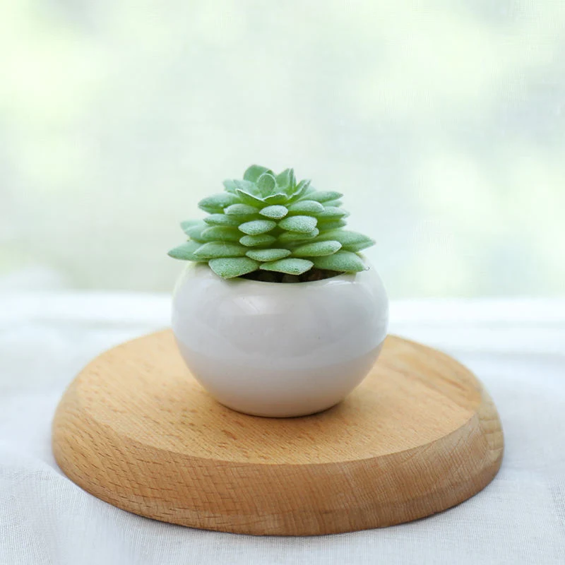 Decoration Mini Succulent Plants Bonsai Plants with Ceramics Pots