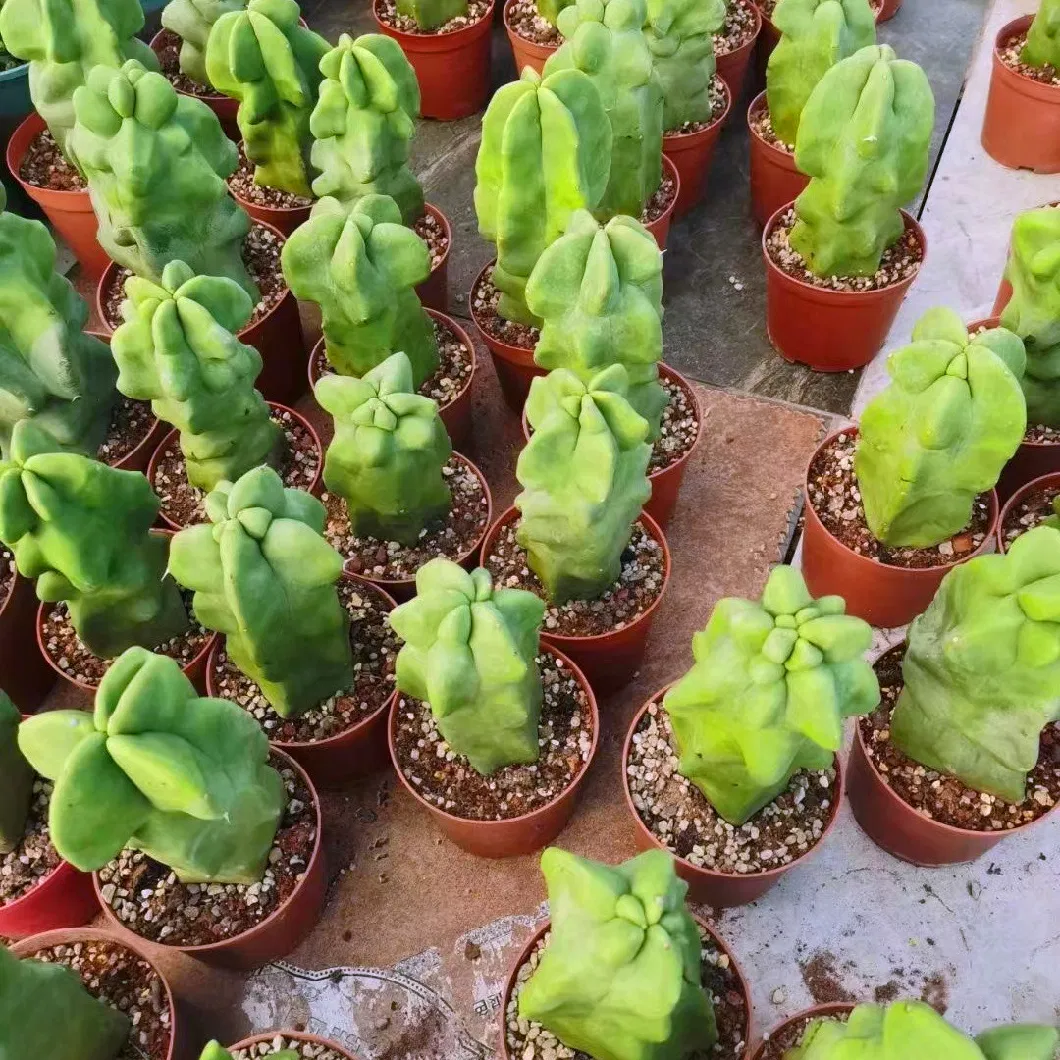 Pachycereus Schotti Cactus Indoor Plant Succulent Gardening Houseplant Live Plants