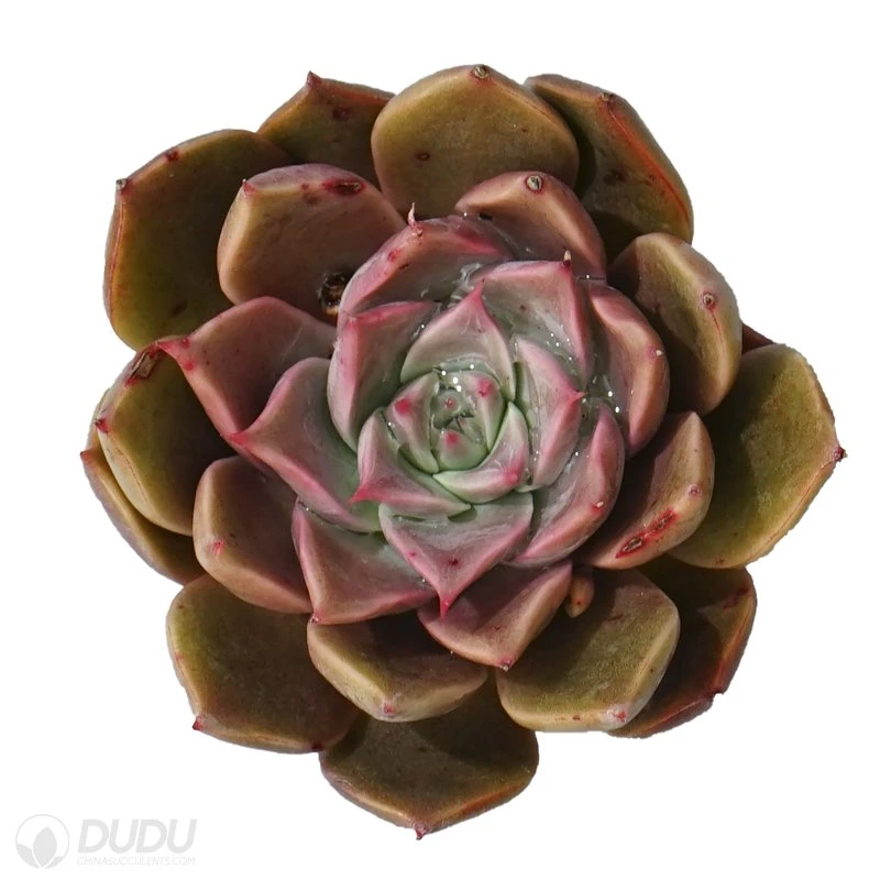 Dudu Wholesale Hot Sale Colorful Rosaceae Echeveria Natural Live Succulent