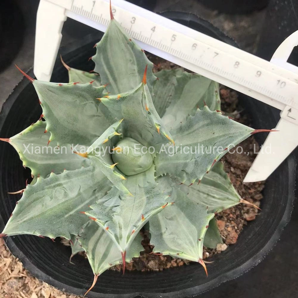 Rare Succulent Natural Plants Agave