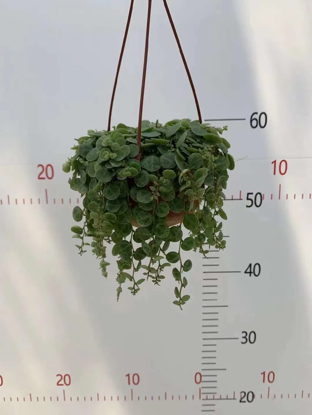 Hanging Plants Succulents Plants Gardening Indoor Bonsai for Home Garden Decoration