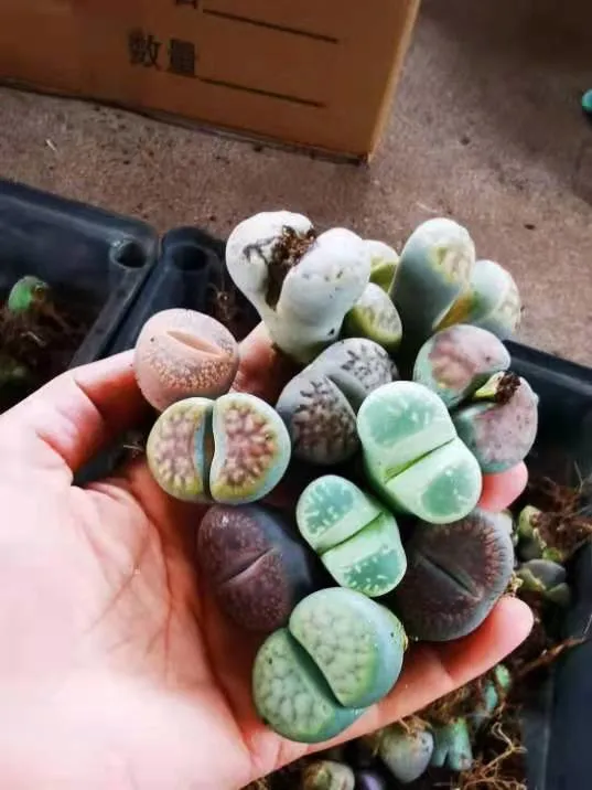 Popular Succulents Lithops Living Stones Plants Grow by Seed