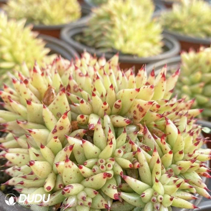 Dudu Wholesale China Nursery Rare Killer Whale Echeveria Natural Live Succulent