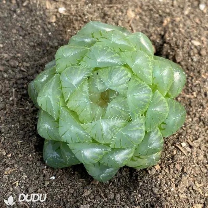 Dudu Pet Friendly Glacier Haworthia Natural Live Succulent