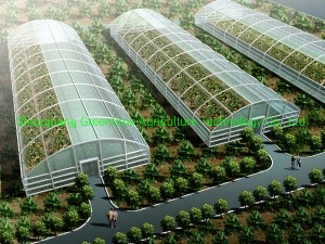 Agriculture/Single-Span/Tunnel Plastic Film Greenhouse with Cooling System for Lettuce Planting