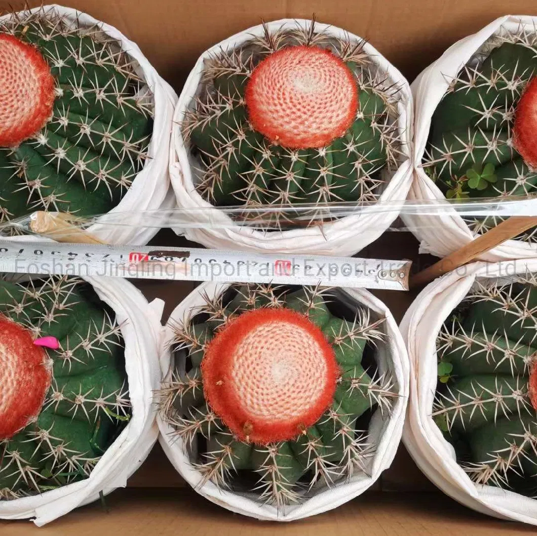 Live Cactus Melocactus Amoelnus Big Size Indoor Plant