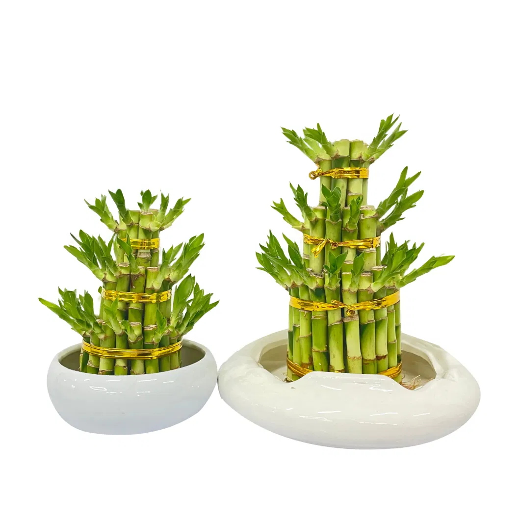 Big 3 Tiers Lucky Bamboo Bonsai Evergreen Tree Bamboo Plant Succulents Garden Decoration