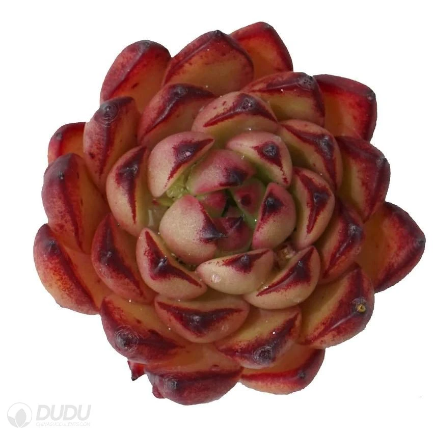 Dudu Colorful Popular Christmas X Echeveria Natural Live Succulent