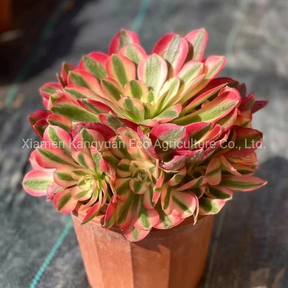 Wholesale Real Live Decoration Plants Aeonium