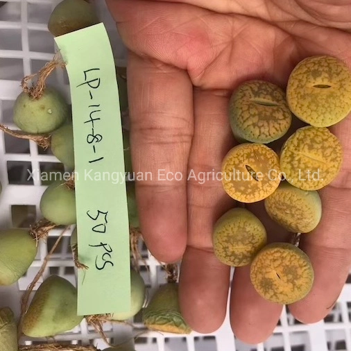 Wholesale Natural Live Plants and Succulents Lithops