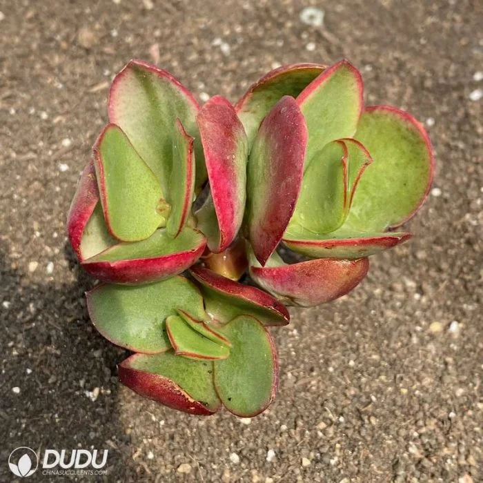 Dudu Cool Wholesale Indoor Crassula Portulacea CV. Natural Live Succulent