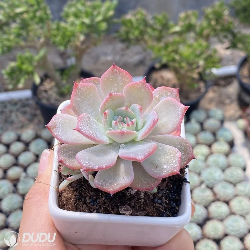 Dudu New Arrival Echeveria Laulensis Echeveria Natural Live Succulents