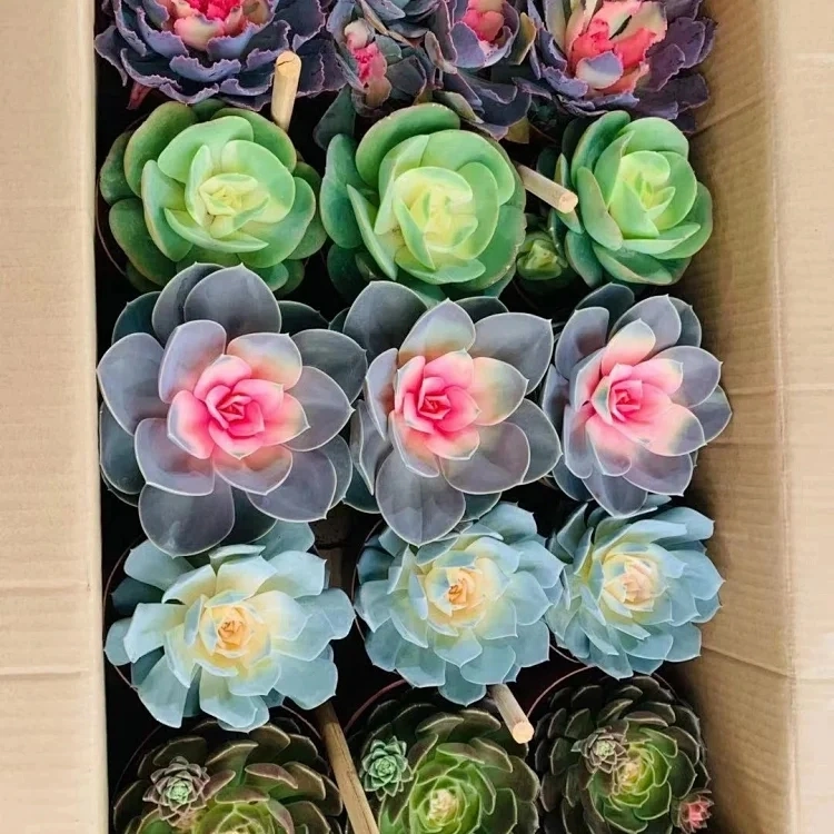 Mixed Potted Echeveria Plants - Succulent Plant for Wholesale