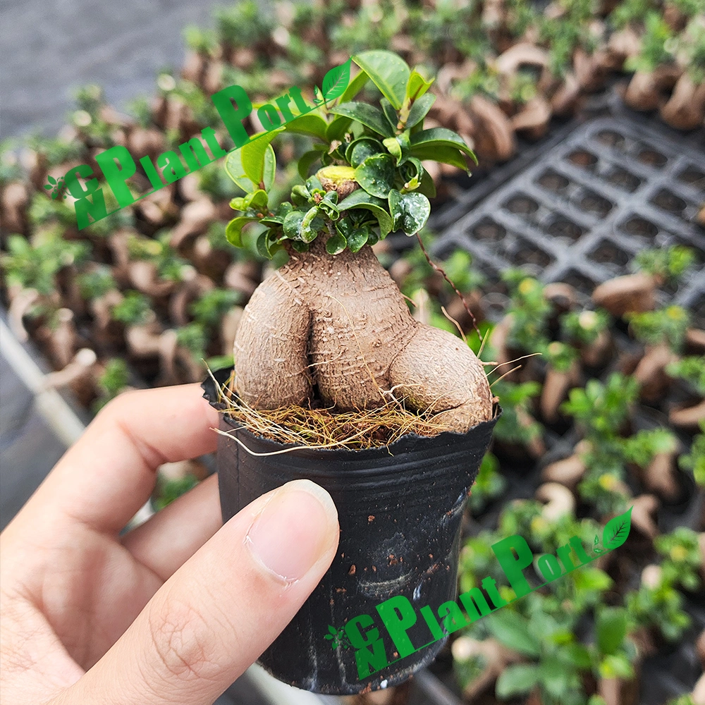 Wholesale Ginseng Ficus Microcarpa Mini Bonsai Live Plants Nursery Nude Root