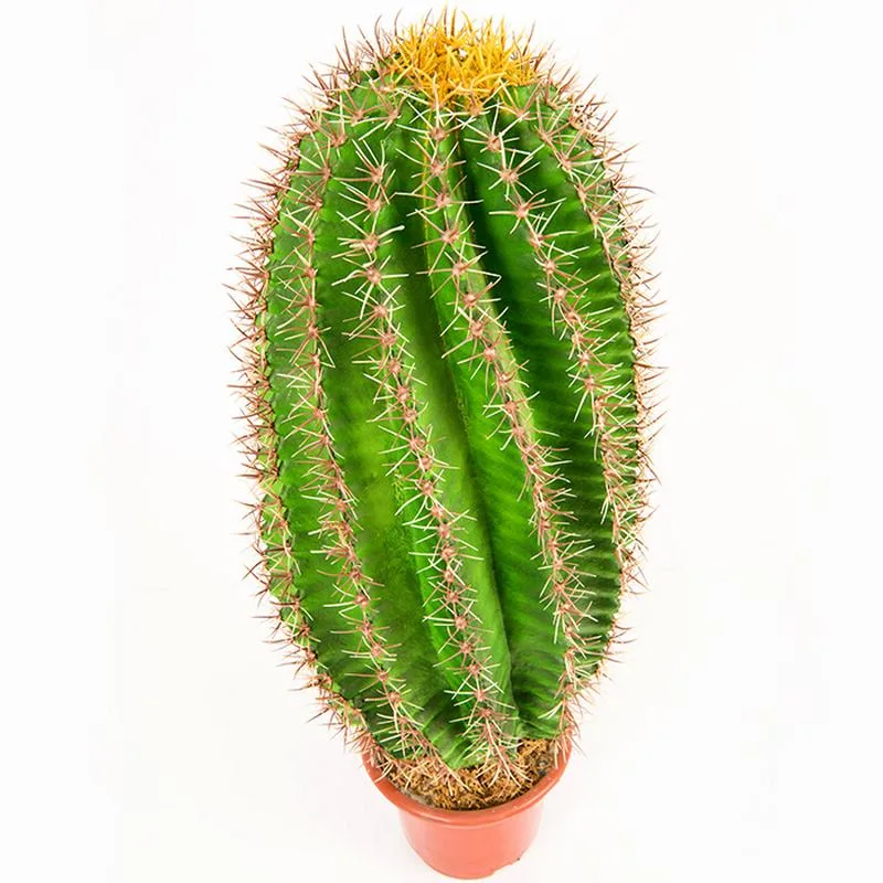 Lucky Decoration Wholesales Artificial Cactus Bonsai Plant for Decoration