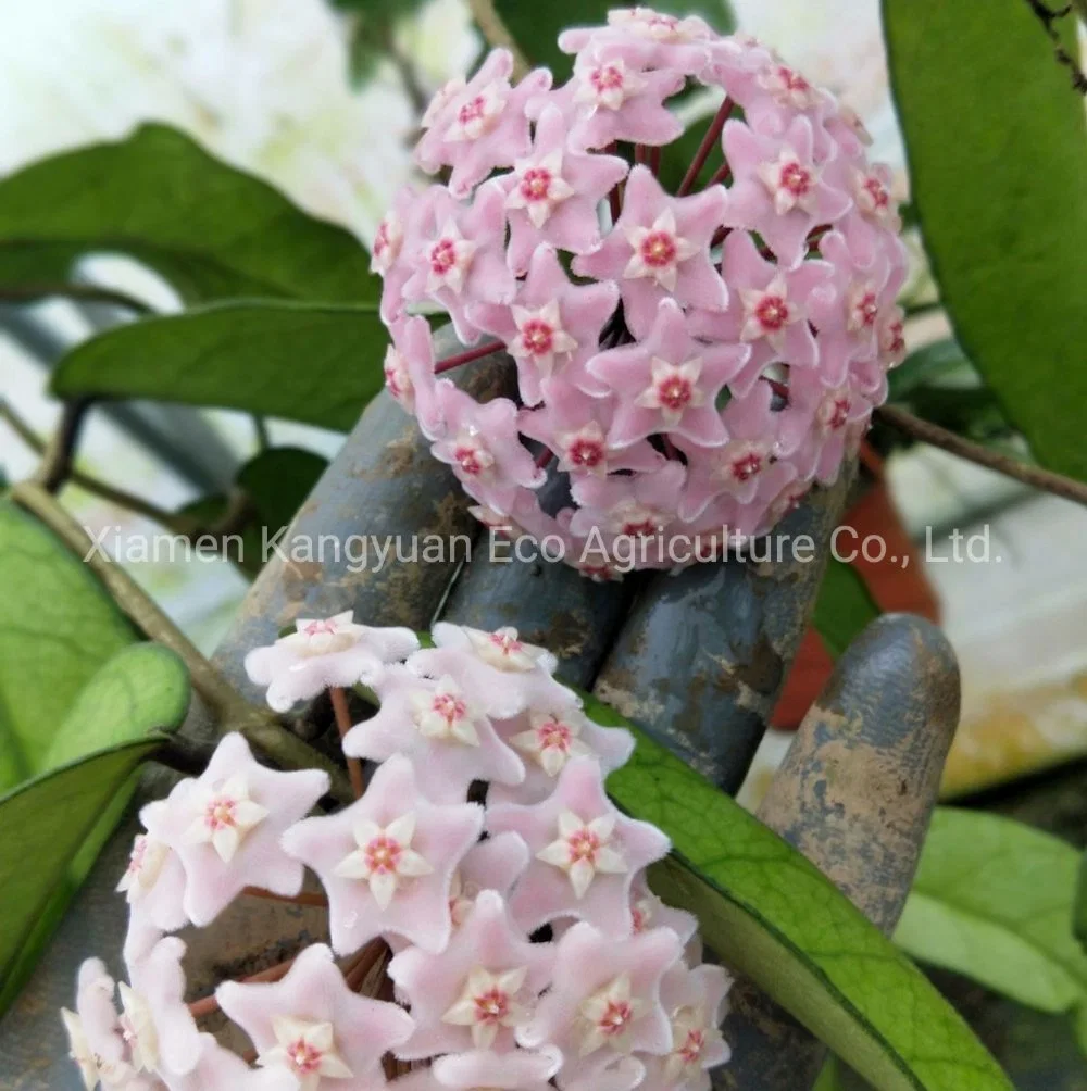 Wholesale Indoor Flower Plants Hoya