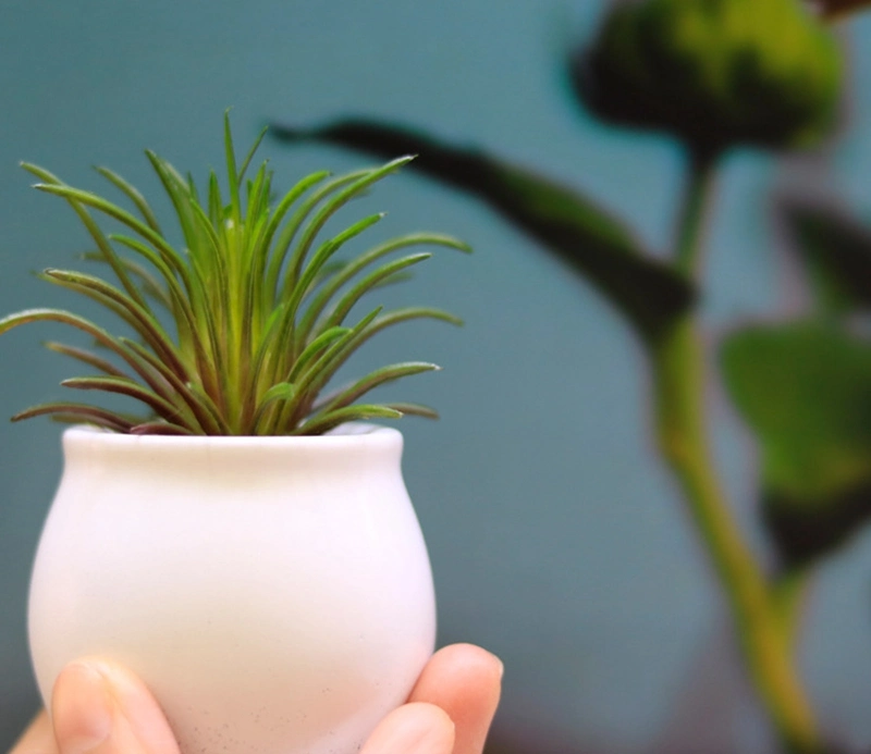 Mini Artificial Succulent Plants in Ceramics Planter Pots