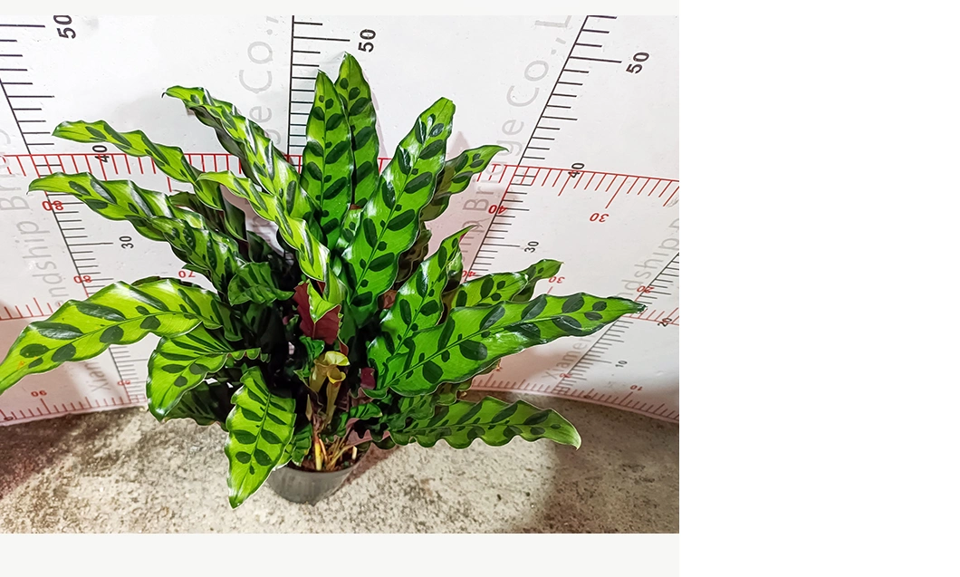 Calathea Lancifolia Living Plants