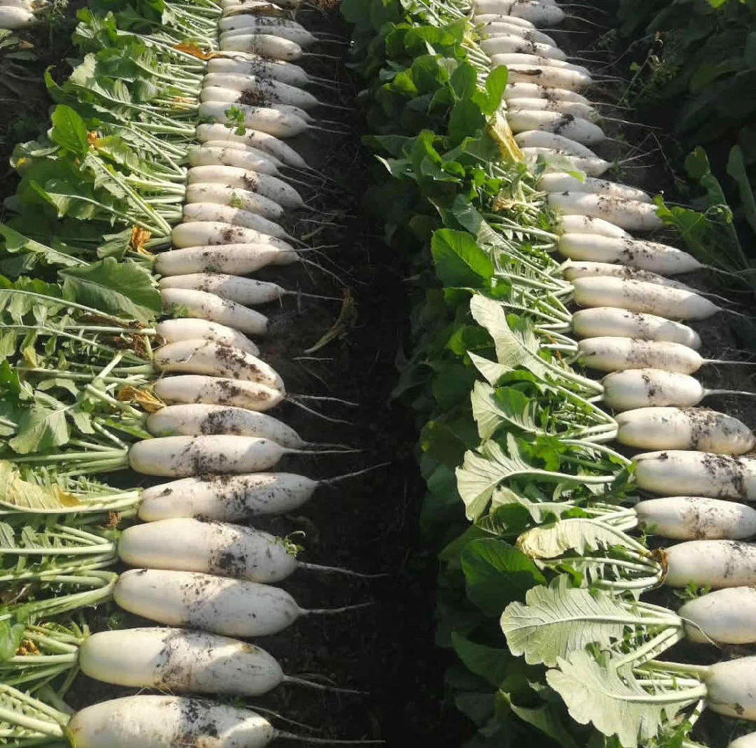 Bulk Pack Fresh White Radish