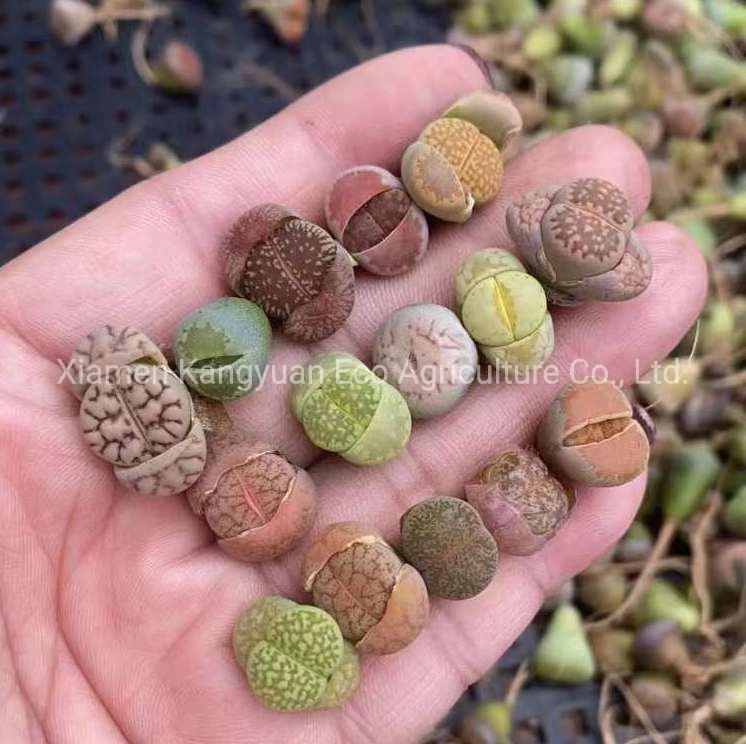 Wholesale Natural Live Plants and Succulents Lithops