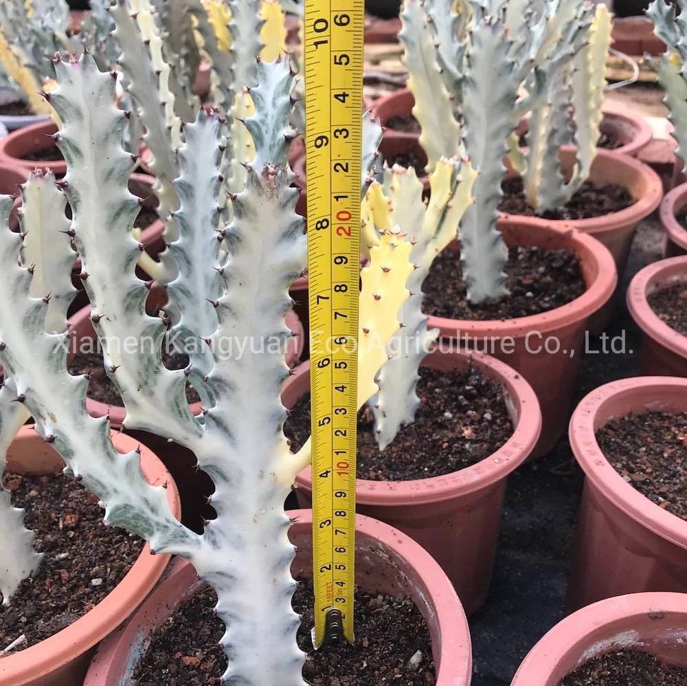 Ornamental Natural Live Plants Euphorbia