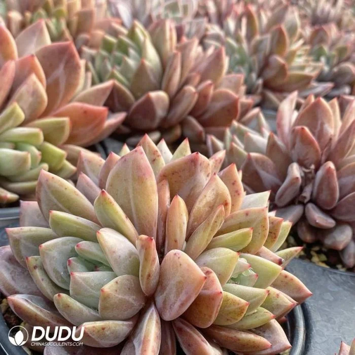 Dudu China Supplier Natural Live Champagne Four Head Echeveria Succulent