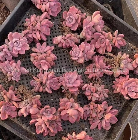 Beautiful Various Real Korea Succulents