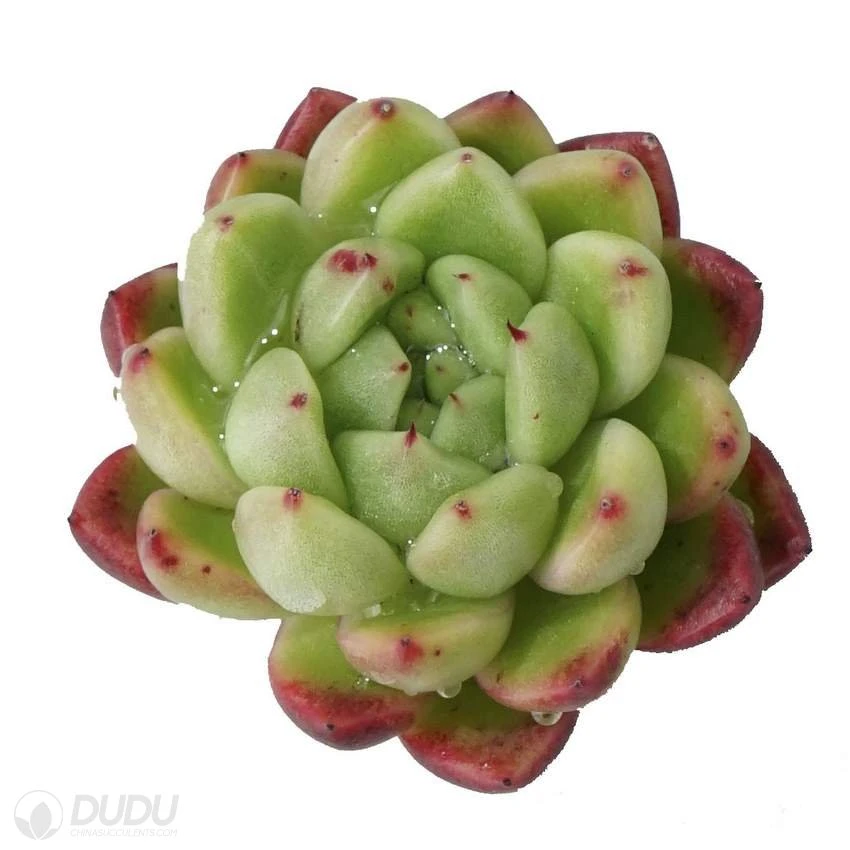 Dudu Colorful Hot Sale Jenny Echeveria Natural Live Succulent for Beginners