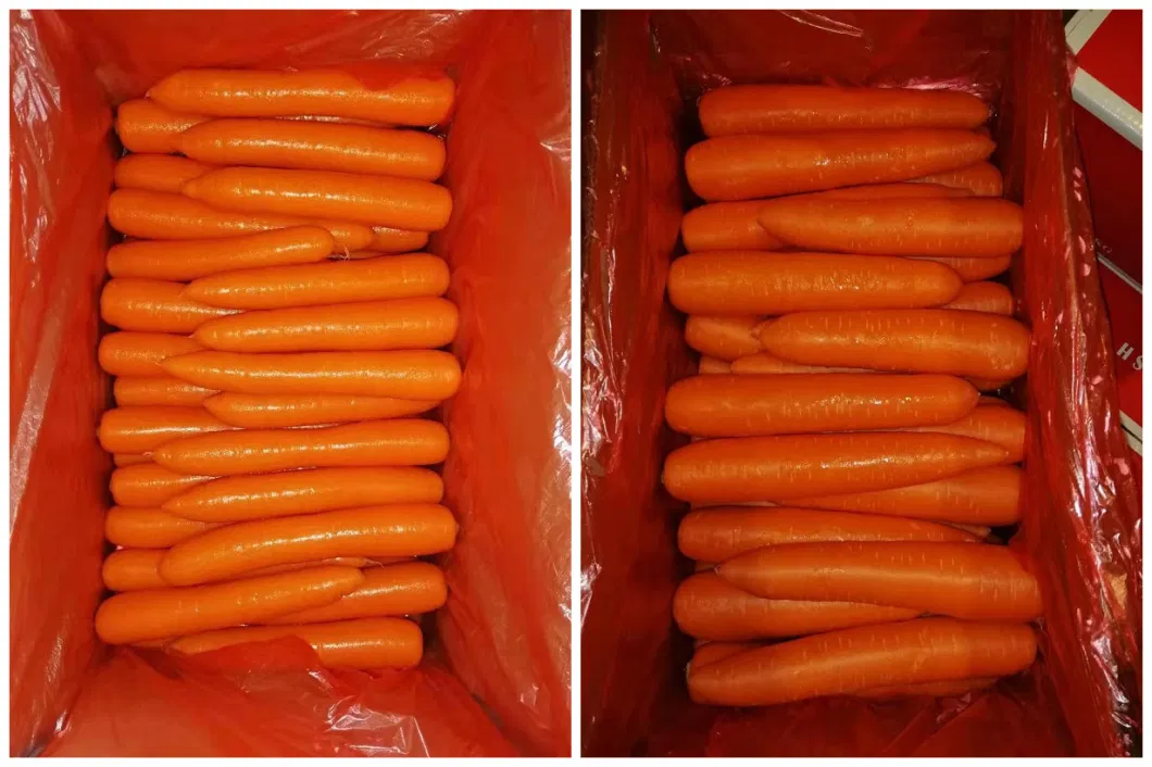 Fresh Orange Carrot (Medium) in 10 X 1kg Bag