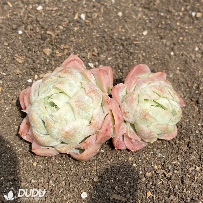 Dudu Popular Wholesale Indoor Seigetsu Double Headecheveria Natural Live Succulent