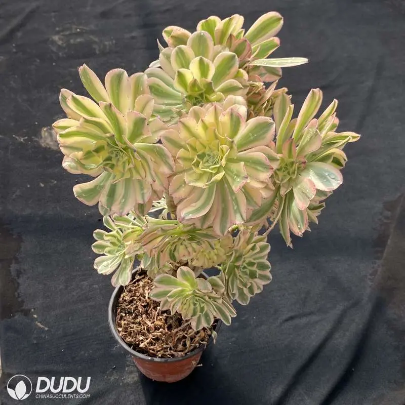 Dudu Real Prettiest Brilliant Umbrella Variegated Aeonium Natural Live Succulent