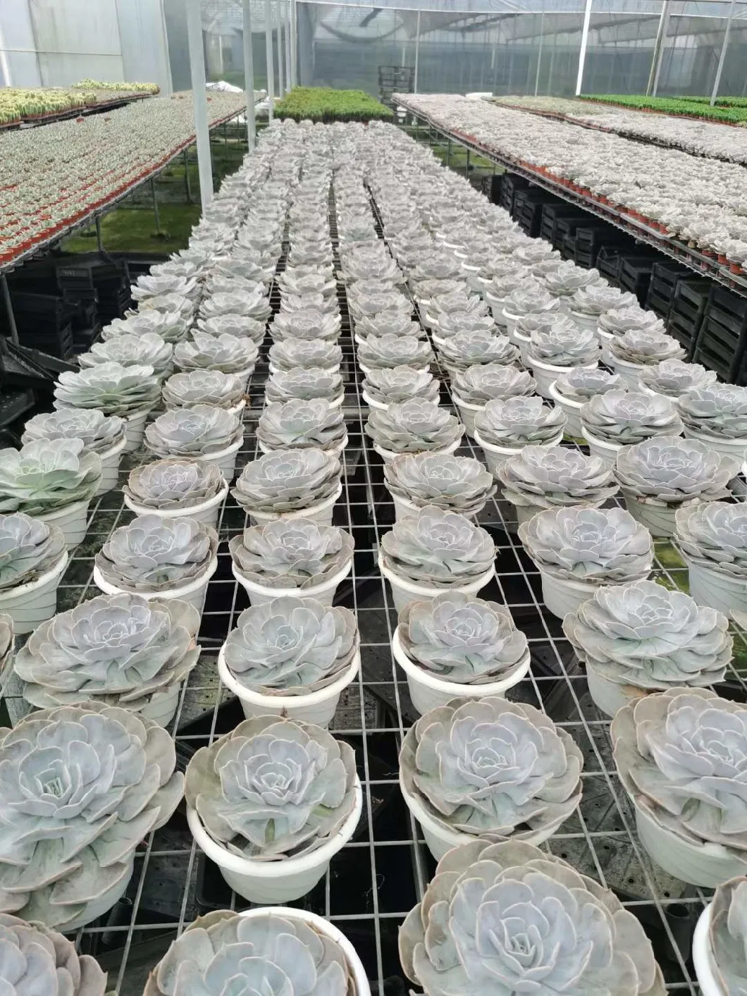 Wholesale Echeveria Pollux Aeonium Cactus and Succulent Indoor Plants Bonsai Nursery Plants