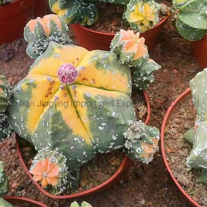 Astrophytum Myriostigma Varegata Cactus Indoor Plant Bonsai Gardening Live Plant