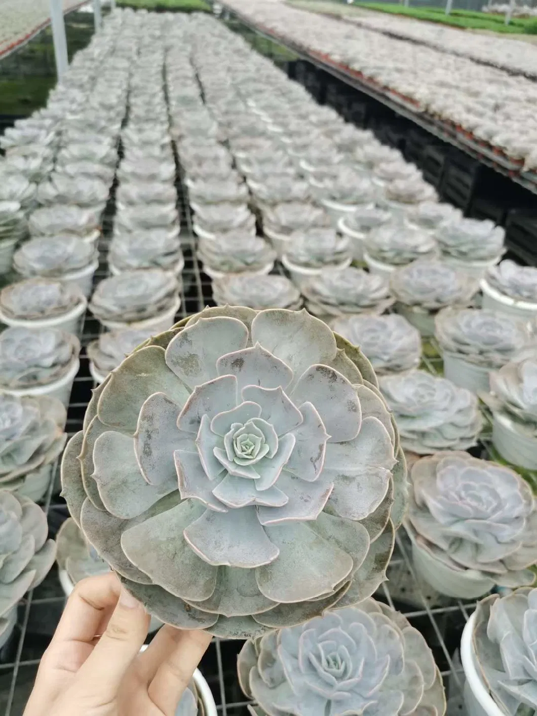 Wholesale Echeveria Pollux Aeonium Cactus and Succulent Indoor Plants Bonsai Nursery Plants