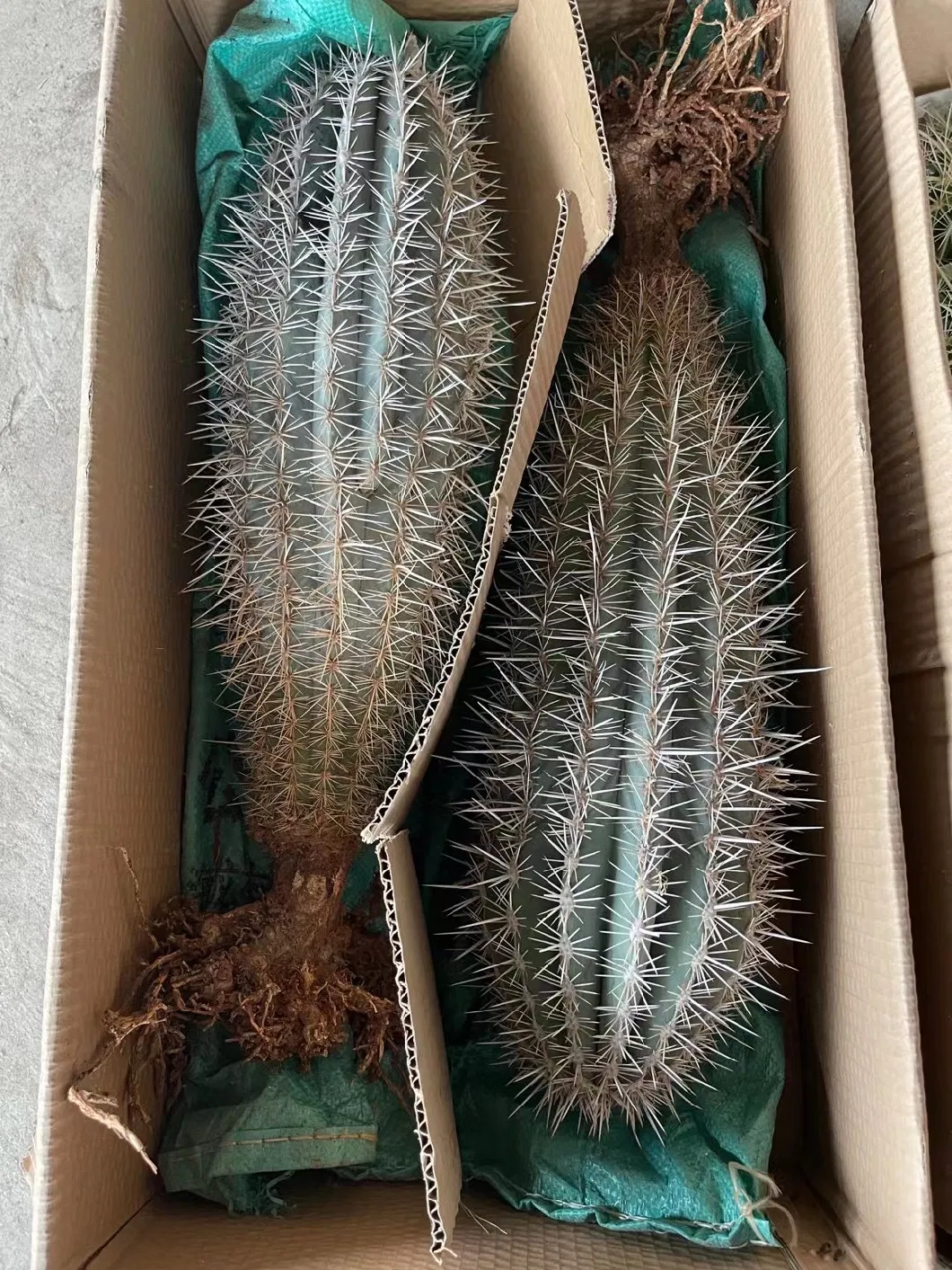 Different Size Outdoor Plants Pachycereus Pringlei Cactus