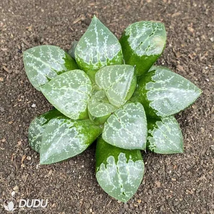 Dudu Popular Longxi Mptoniana Haworthia Natural Live Succulent