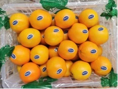 Premium Quality Fresh Mandarin Oranges