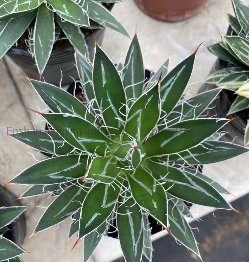 Agave Indoor Plants Agave Titanota Cactus and Succulent