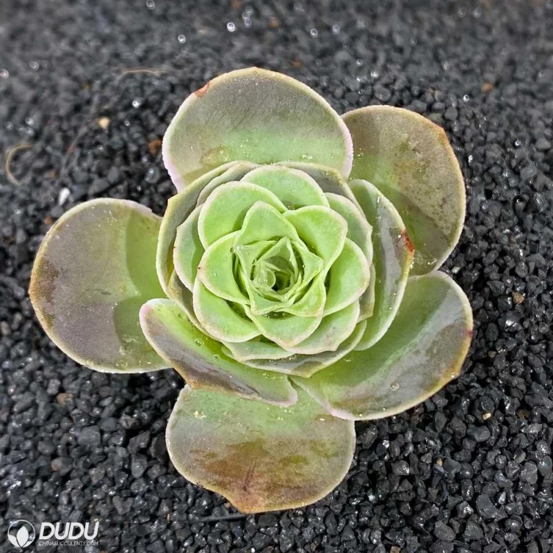 Dudu Mini Colourful Aeonium Jero Greenovia Natural Live Succulent