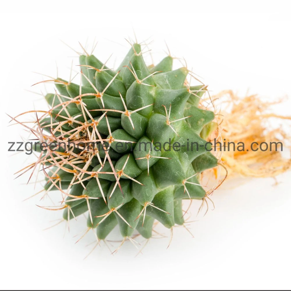 Cactus Mammillaria Compressa Decoration Plant