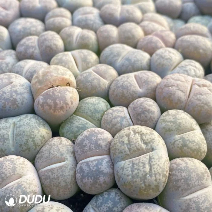 Dudu Beauty Cheap Indoor Lithops Coleorum Lithops Natural Live Succulent